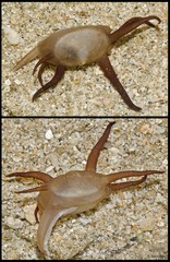 Scintilla philippinensis • © Rene Ong • All Rights Reserved