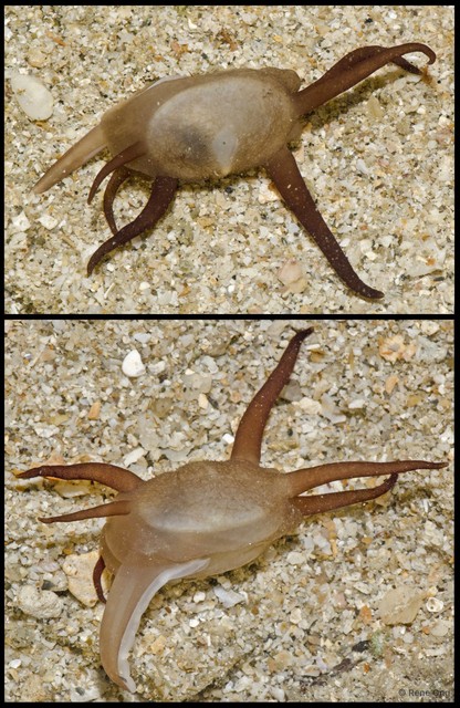 Scintilla philippinensis