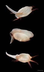 Scintilla philippinensis • © Rene Ong • All Rights Reserved