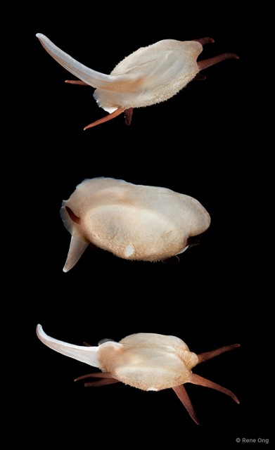 Scintilla philippinensis