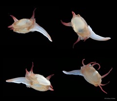 Scintilla philippinensis • © Arthur Anker • All Rights Reserved
