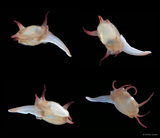 Scintilla philippinensis
