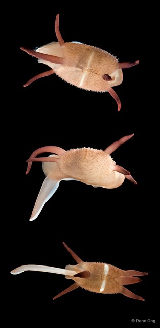 Scintilla philippinensis • © Rene Ong • All Rights Reserved