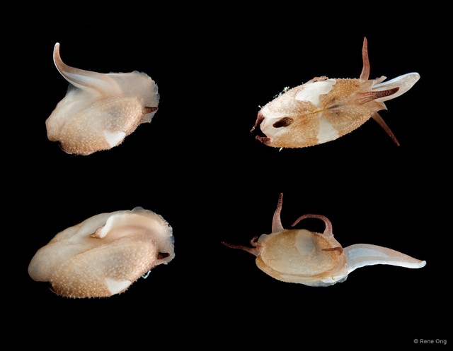 Scintilla philippinensis