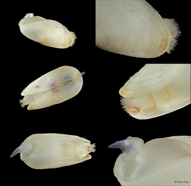 Gastrochaena sp. "f0e29cb9" • © Rene Ong • All Rights Reserved