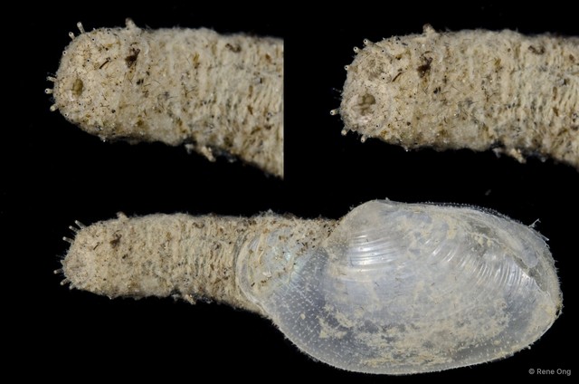 Laternulidae sp. "Lantern shell 1" • © Rene Ong • All Rights Reserved