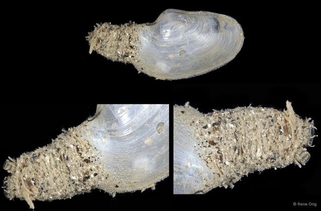 Laternulidae sp. "Lantern shell 2" • © Rene Ong • All Rights Reserved