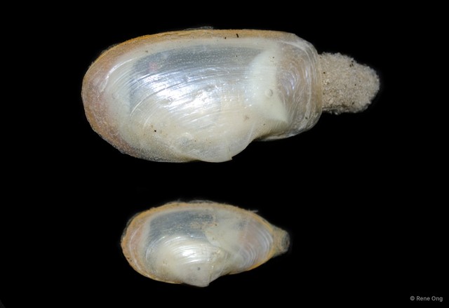 Laternulidae sp. "Lantern shell 3" • © Rene Ong • All Rights Reserved