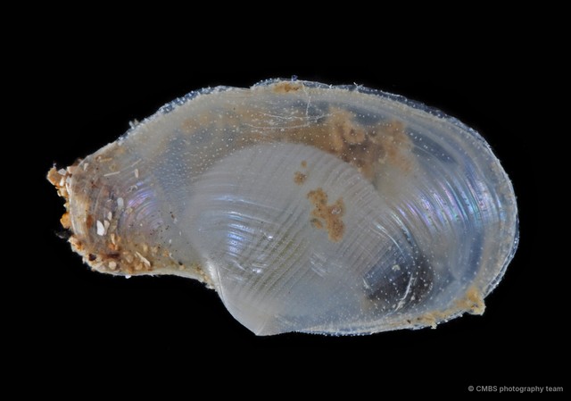 Laternula sp. "1" • © CMBS photography team • All Rights Reserved