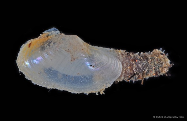 Laternula sp. "2" • © CMBS photography team • All Rights Reserved