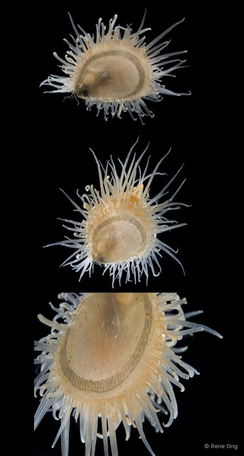 Limidae sp. "3" • © Rene Ong • All Rights Reserved