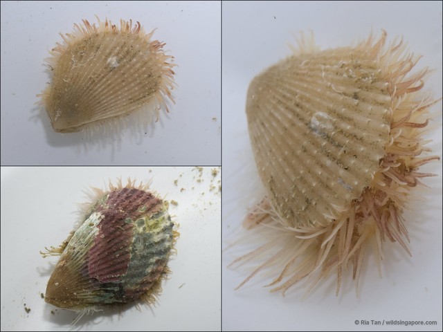 Lima vulgaris