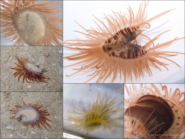 Limaria sp. "97ccafa0" • © Ria Tan • All Rights Reserved