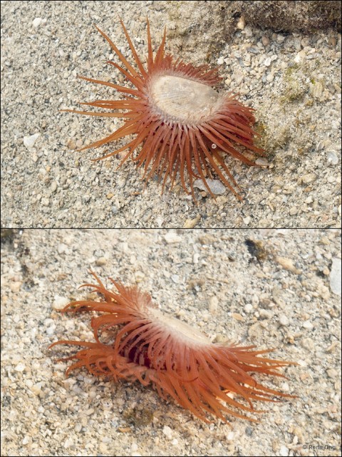 Limaria fragilis