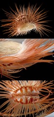 Limaria fragilis • © Rene Ong • All Rights Reserved