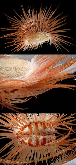 Limaria fragilis