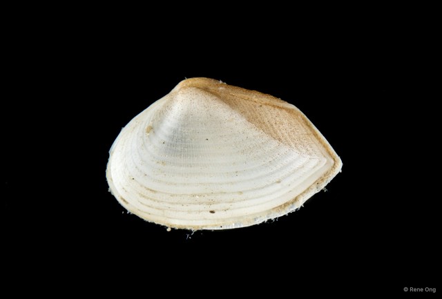 Corbulidae sp. "69cddf15" • © Rene Ong • All Rights Reserved
