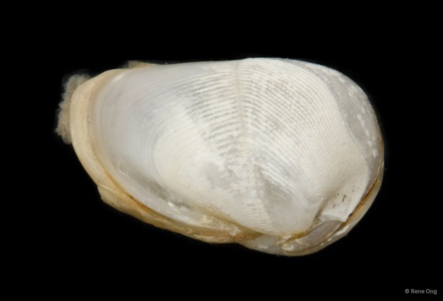 Pholadidae sp. "09f40a4c" • © Rene Ong • All Rights Reserved