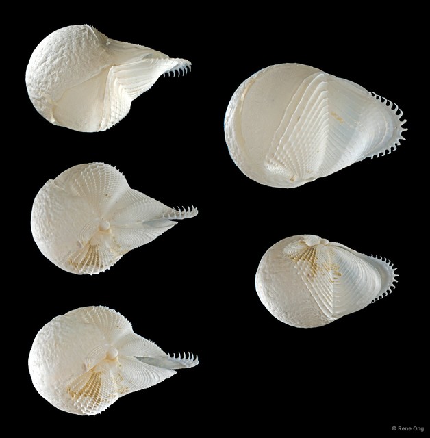 Jouannetia sp. "1" • © Rene Ong • All Rights Reserved
