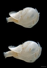 Jouannetia sp. "2" • © Rene Ong • All Rights Reserved