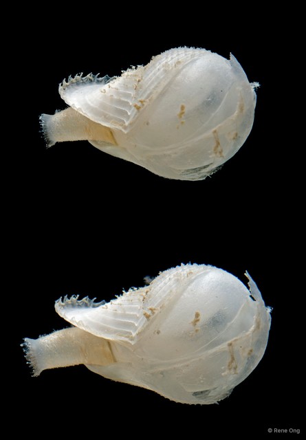 Jouannetia sp. "2"