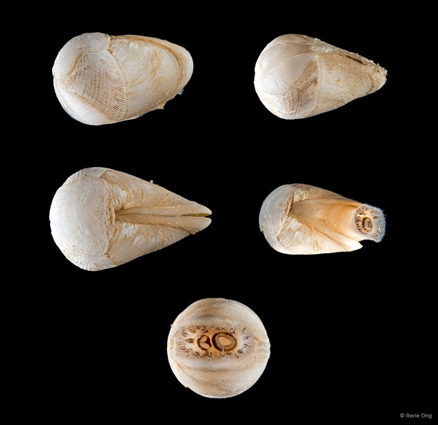 Martesia striata • © Rene Ong • All Rights Reserved