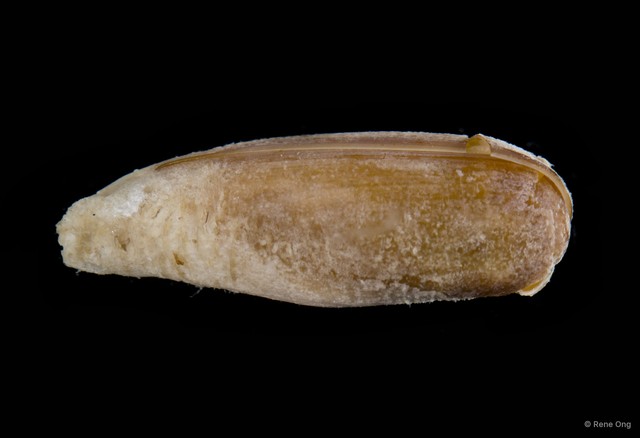 Leiosolenus sp. "1" • © Rene Ong • All Rights Reserved