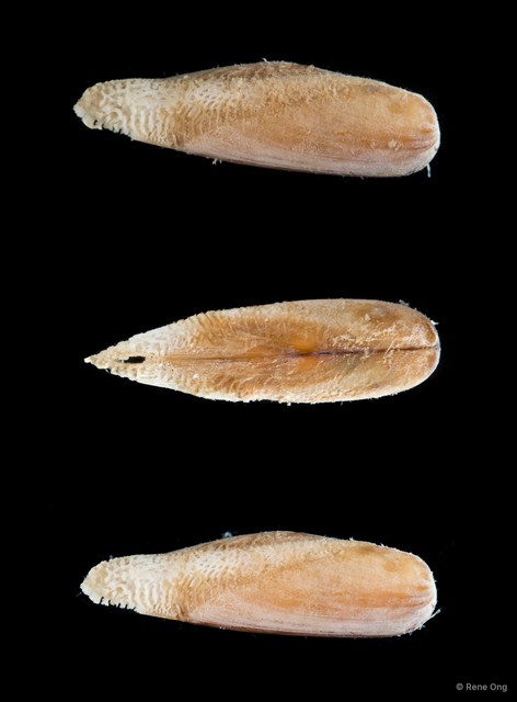 Leiosolenus sp. "2" • © Rene Ong • All Rights Reserved