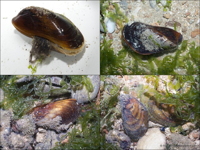 Modiolus sp. "97ccafa3" • © Ria Tan • All Rights Reserved