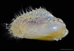 Modiolus sp. "cf. metcalfei"