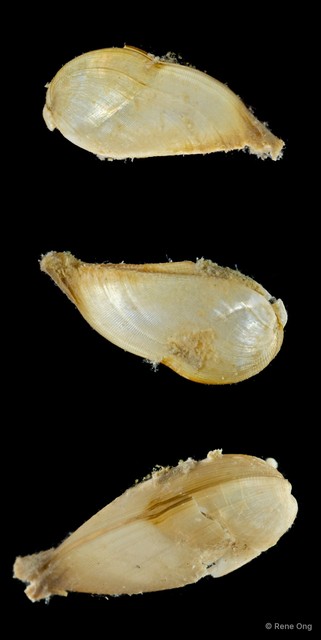 Mytilidae sp. "967dd4fa" • © Rene Ong • All Rights Reserved