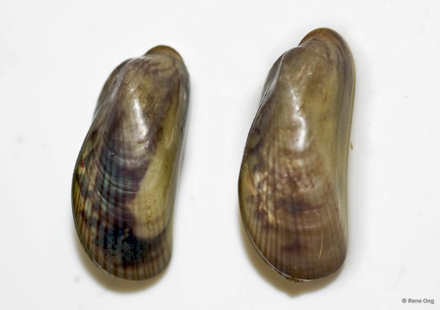 Mytilidae sp. "Mussel B" • © Rene Ong • All Rights Reserved