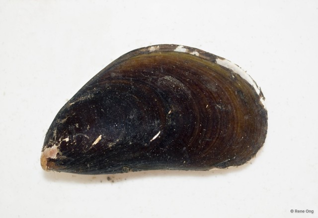 Mytilidae sp. "Mussel C" • © Rene Ong • All Rights Reserved