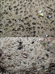 Arcuatula senhousia
