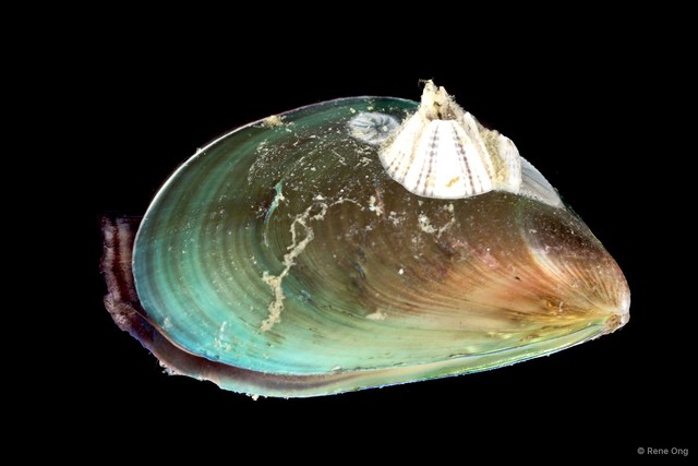 Perna viridis