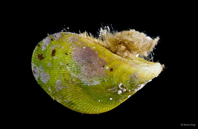Septifer bilocularis • © Rene Ong • All Rights Reserved