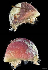 Septifer bilocularis • © Rene Ong • All Rights Reserved