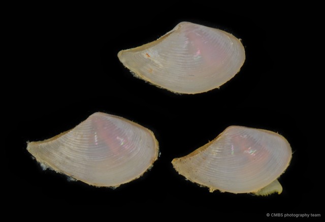 Nuculanidae sp. "bd1d1617" • © CMBS photography team • All Rights Reserved