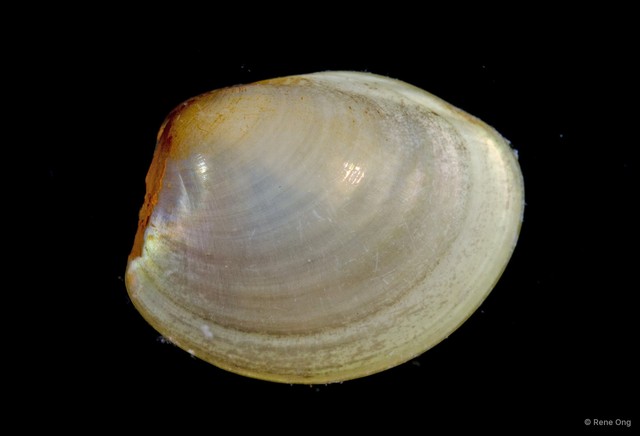 Ennucula sp. "1" • © Rene Ong • All Rights Reserved