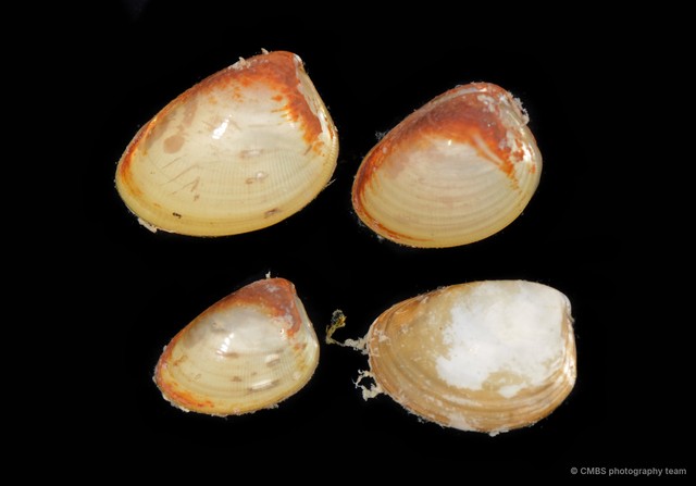 Ennucula sp. "2" • © CMBS photography team • All Rights Reserved