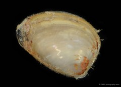 Ennucula sp. "3"