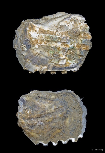 Ostreidae sp. "Comb oyster" • © Rene Ong • All Rights Reserved