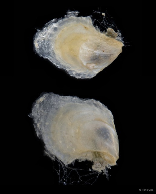 Ostreidae sp. "Oyster 1" • © Rene Ong • All Rights Reserved