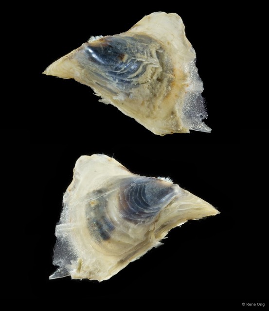 Ostreidae sp. "Oyster 2" • © Rene Ong • All Rights Reserved