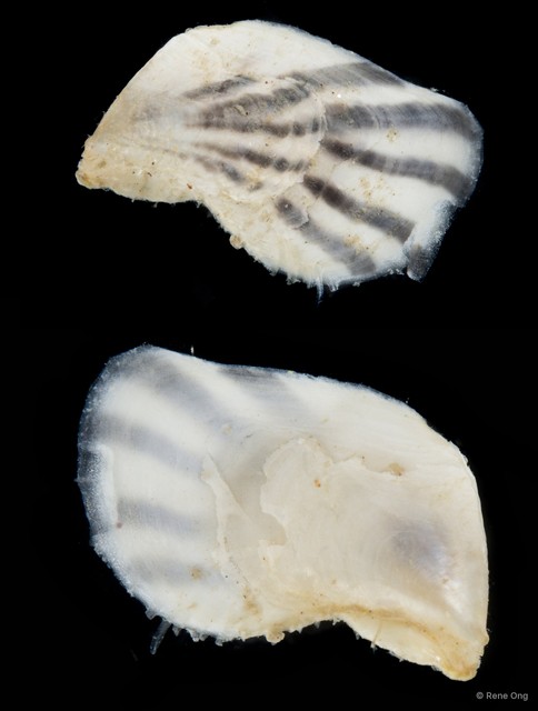 Ostreidae sp. "Oyster 3" • © Rene Ong • All Rights Reserved