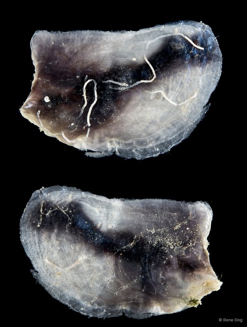 Ostreidae sp. "Oyster 4" • © Rene Ong • All Rights Reserved