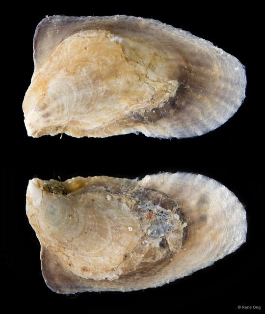Ostreidae sp. "Oyster 6" • © Rene Ong • All Rights Reserved