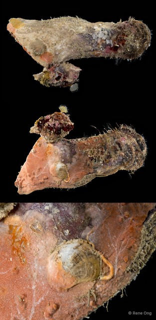 Ostreidae sp. "Oyster 8" • © Rene Ong • All Rights Reserved