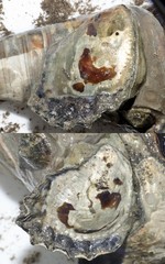 Ostreidae sp. "Oyster A"