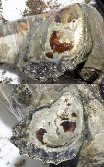 Ostreidae sp. "Oyster A" • © Rene Ong • All Rights Reserved